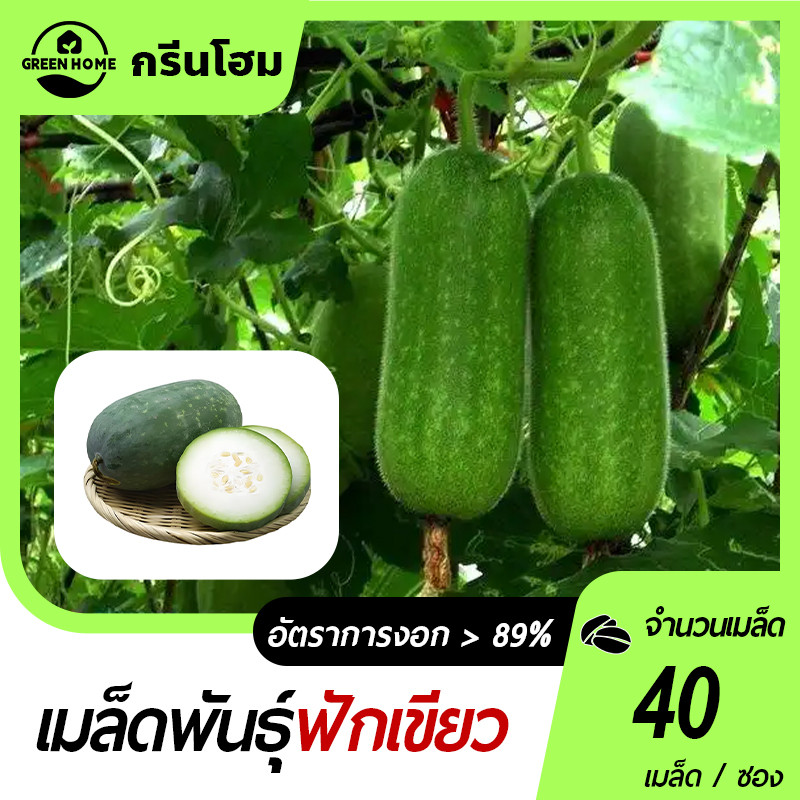 40 เมล็ดเมล็ดพันธุ์ฟักเขียว🎯เมล็ดพันธุ์ฟักเขียวขนาดเล็ก🍀เมล็ดปลูกง่าย🎈โตไว👍ผลดก