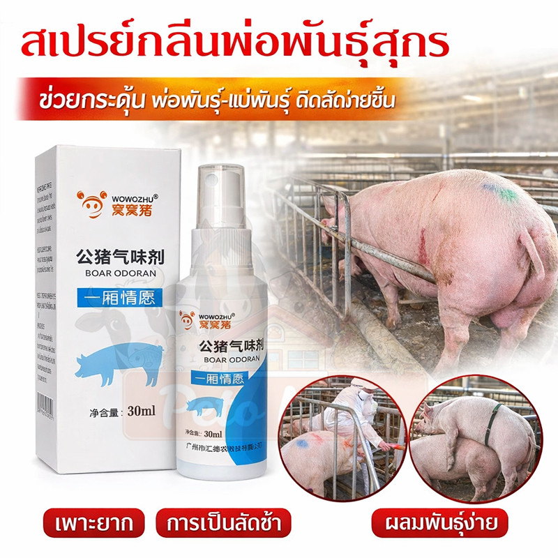 สเปรย์กลิ่นพ่อพันธุ์สุกร ผสมเทียมสุกร อุปกรณ์ผสมเทียมสุกร เพิ่มอัตราการตั้งครรภ์ อุปกรณ์เลี้ยงหมู ฟาร์หมู ขวด20ml