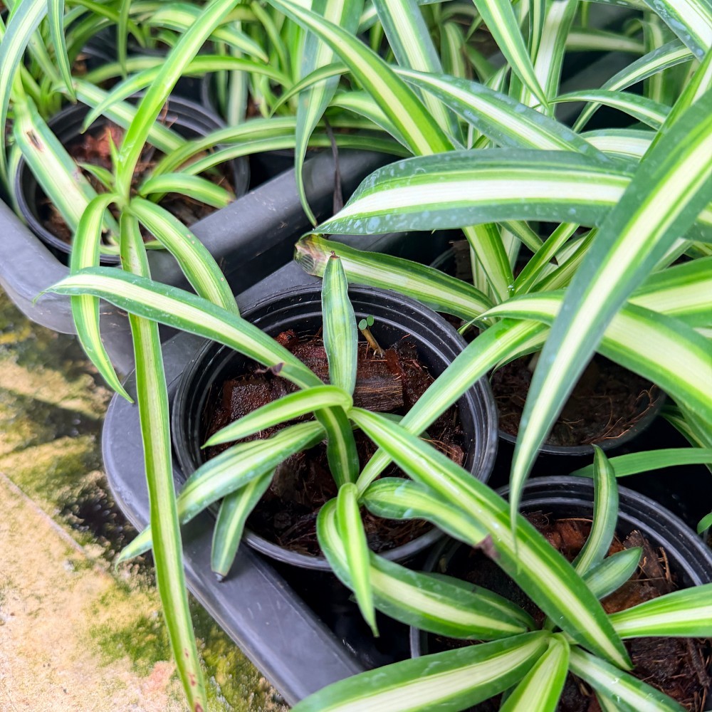 มุมมอง 3