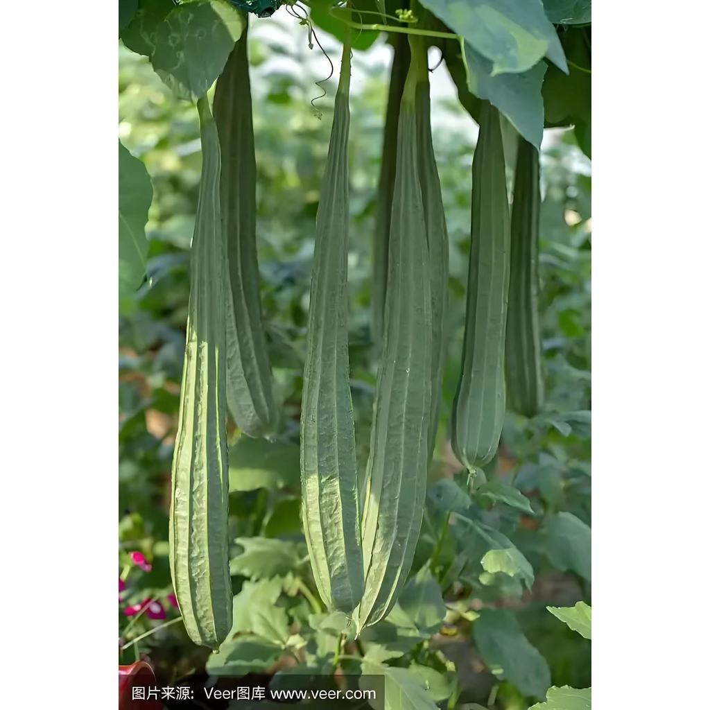 ซุ้มครัวเก็บได้เรื่อยๆ! บวบเหลี่ยม 10 เมล็ด | เลื้อยเร็ว ปลูกง่ายกลางแจ้ง ผลผลิตต่อเนื่องสำหรับครัวบ้าน - รูปที่ 4