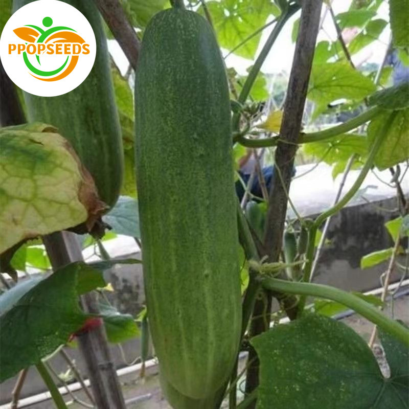 Cucumber Seeds, New Seeds, 30 Seeds Per Packet. แตงกวา ผักทานสด สวนครัว เหมาะแก่การทำสวน Cucumber Vegetable S-PPOP SEEDS