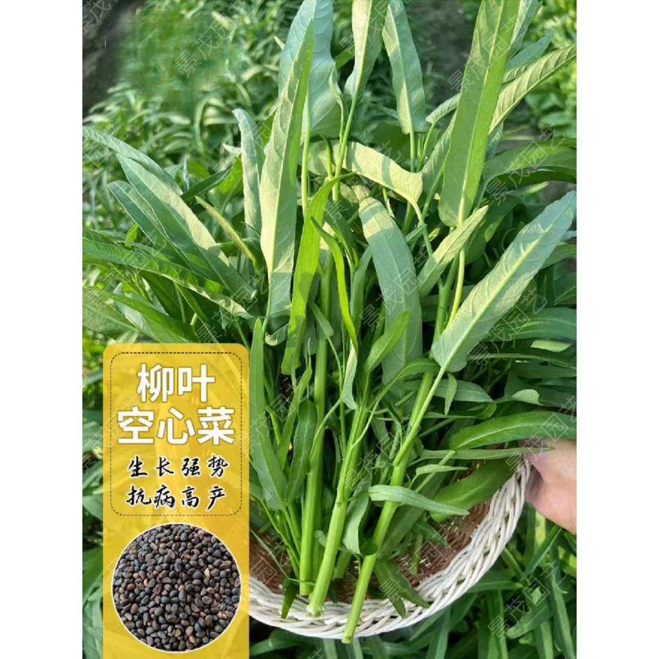 现货四季空心菜种子小叶空心菜大叶竹叶盆栽柳叶空心菜籽青白梗可水培Four-season water spinach seeds: small-leaf variety and large-leaf b