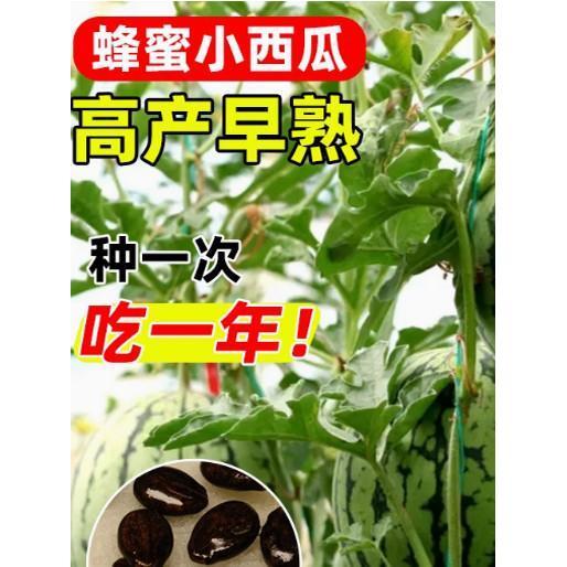 *现货*水嫩超甜蜂蜜小西瓜种子无籽红壤盆栽西瓜籽庭院阳台薄皮水果种子Juicy, super-sweet honey mini watermelon seeds, seedless, for red 