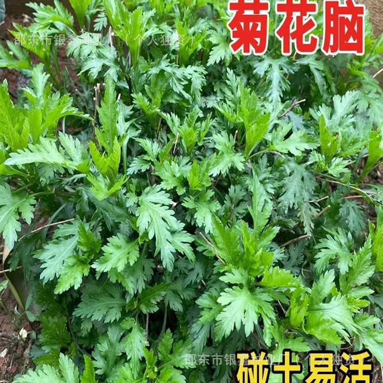 *现货*菊花脑种子菊花叶籽菊花菜野菜种籽原装四季蔬菜大全批发自种Chrysanthemum leaf seeds, chrysanthemum leaf seeds, chrysanthemum ve