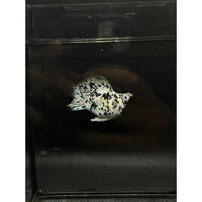 CZ "Extra" วิตามินผสมแร่ธาตุชนิดน้ำ สำหรับเกล็ดหนาเงางามและครีบแข็งแรง