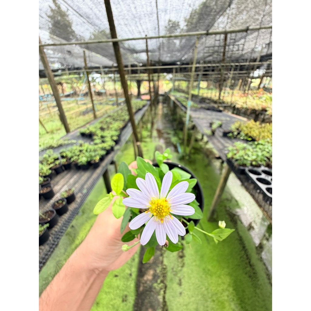 มุมมอง 3