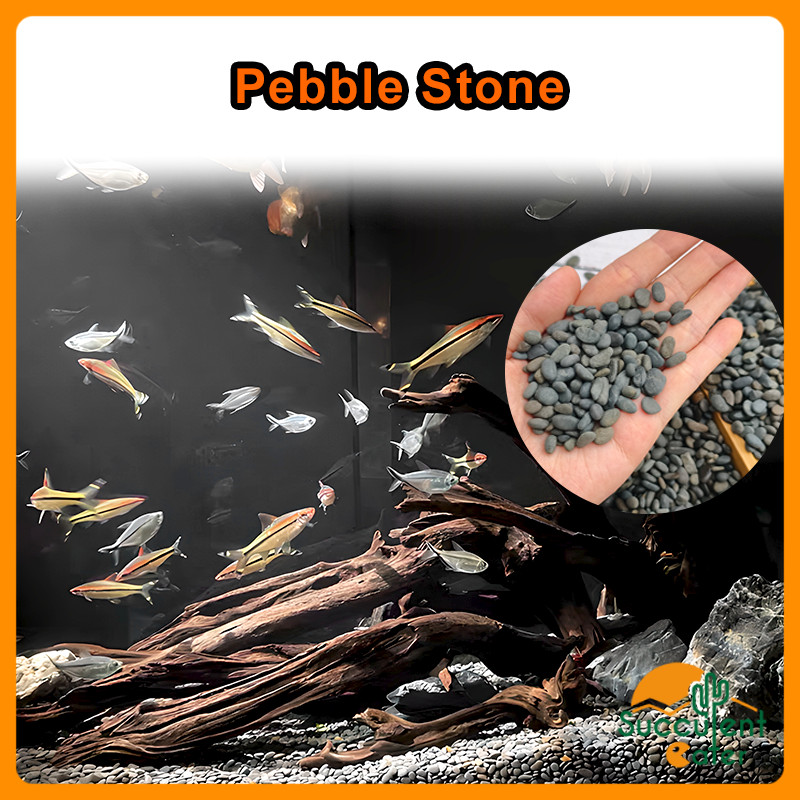 (1กก.) Pebble Stone Aquarium Pebble Wash Floor Epoxy Gardening Landscape Decorative Batu Kacang Hias