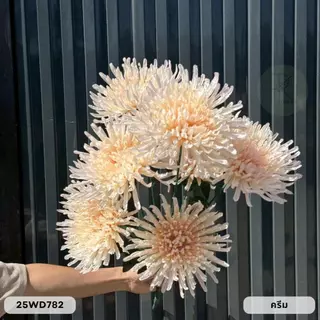 สไปเดอร์ก้านยาว 7 ก้าน 7 ดอก ช่อยาว 70 cm. หน้าดอก 18 cm.