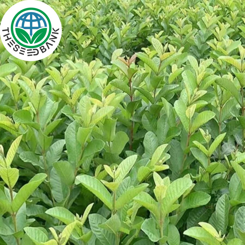 เมล็ดพันธุ์ ฝรั่ง เมล็ดฝรั่ง บรรจุ 50 เมล็ด (Guava Seeds for Planting) Bonsai Guava Tree Fruit Seeds