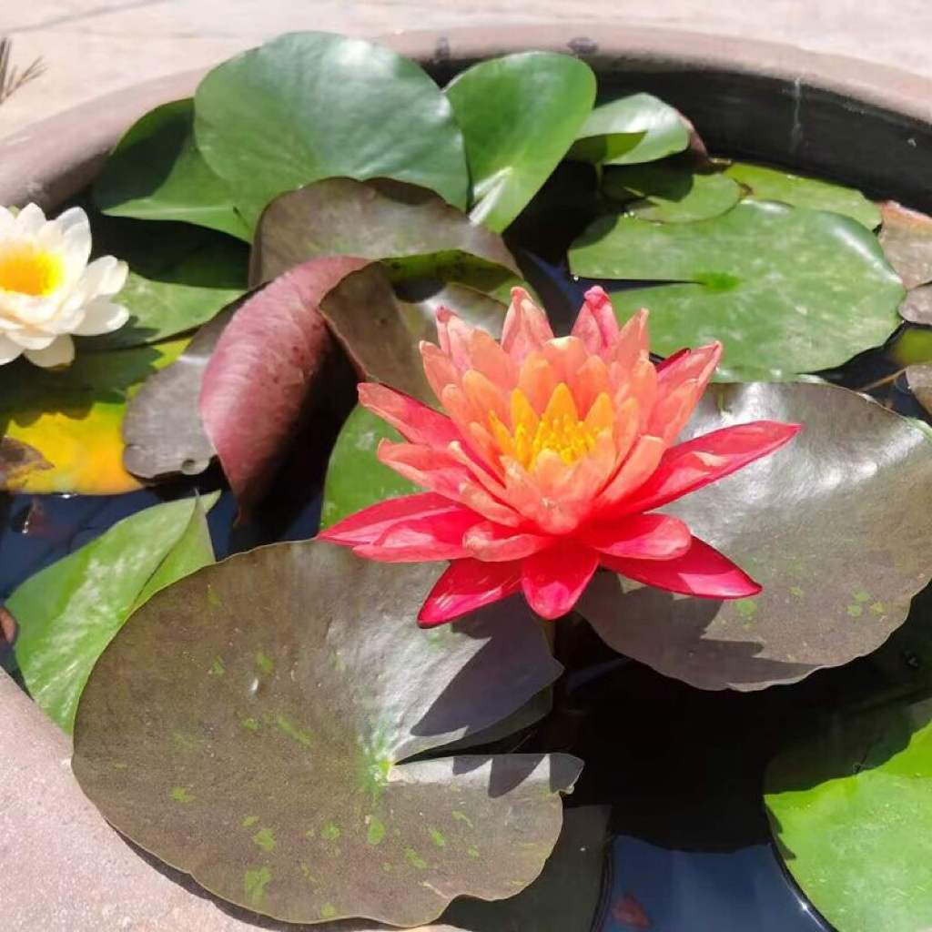 10 เมล็ดพันธุ์บัวไฮโดรโพนิกส์คุณภาพ | ปลูกง่ายในน้ำใส ใช้แจกันเล็กได้ ไม่ต้องใช้ดิน สะอาด สวยเก๋ แต่งโต๊ะทำงานหรือมุมบ้า ราคา ถูกที่สุด ดีลบีเคเค แกลเลอรีภาพที่ 3