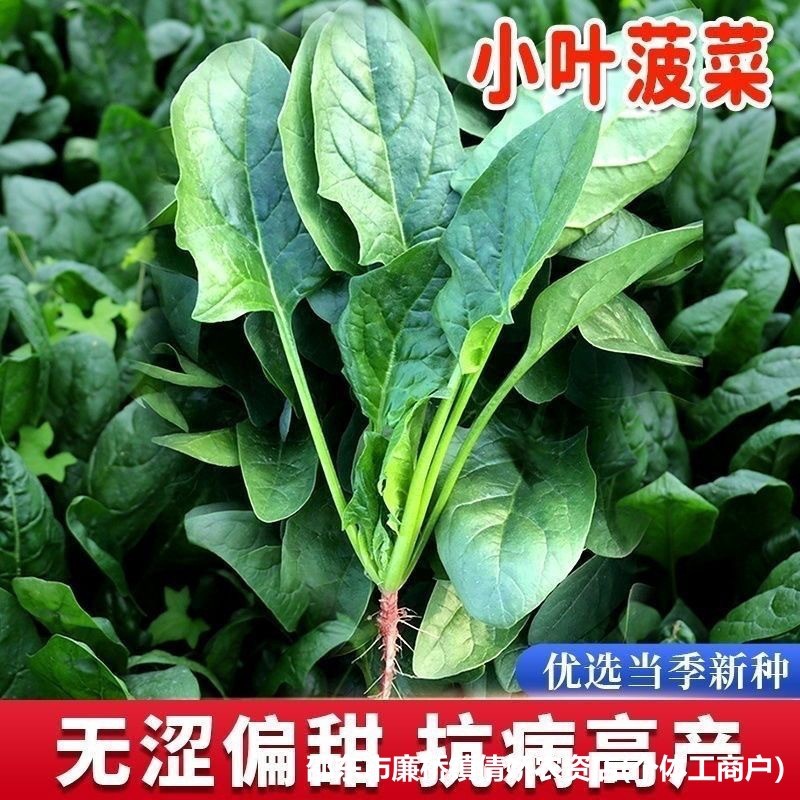 现货热卖小叶本地土菠菜种子四季农田菜园易种小叶菠菜种子蔬菜种子Small-leaf local heirloom spinach seeds, suitable for all four season