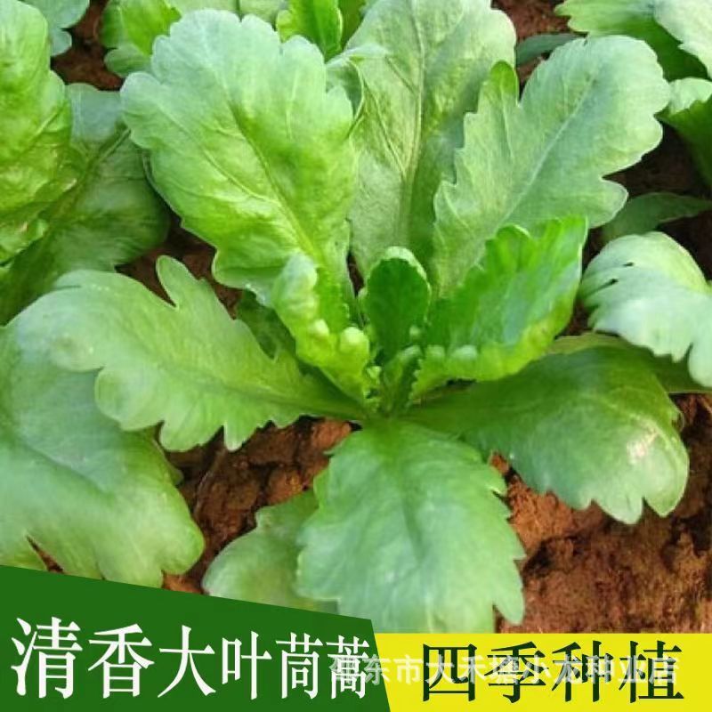 现货大叶茼蒿种子皇帝菜茼蒿菜籽菜种四季春季筒篙农家蔬菜种籽孑黄帝Large-leaf garland chrysanthemum seeds, Emperor vegetable garland ch