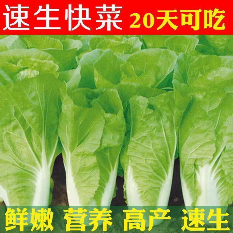 *现货*快菜种子奶油小白菜籽青菜白菜种原装四季蔬菜种子大全菜种子批发Fast-growing vegetable seeds, creamy bok choy seeds, green vegetab