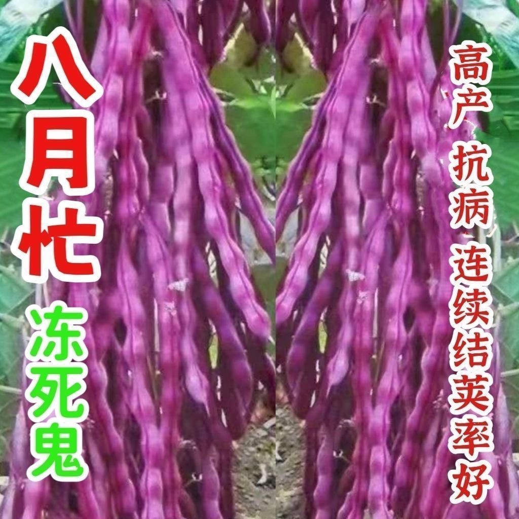 สิงหาคม Busy Frozen Dead Ghost Bean Corner Seeds Cold-Resistant Heat-Resistant High-Produce Gluten-F