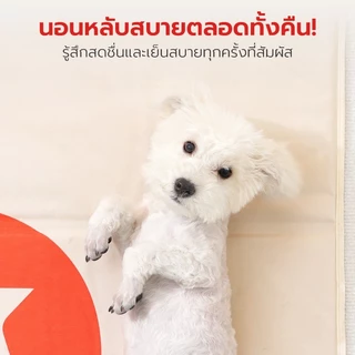 Petstar แผ่นเจลเย็นสัตว์เลี้ยง ที่นอนเจลเย็นสุนัข Pet Cooling Mat วัสดุ PVC พกพาง่าย มี 3 แบบ
