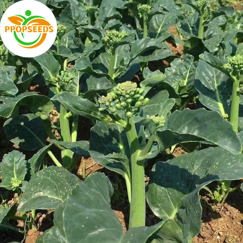 200 เมล็ด เมล็ดพันธุ์ คะน้า เห็ดหอม Chinese Kale seed เมล็ดพันธุ์แท้ างประเทศ ปลูกผัก-PPOP SEEDS