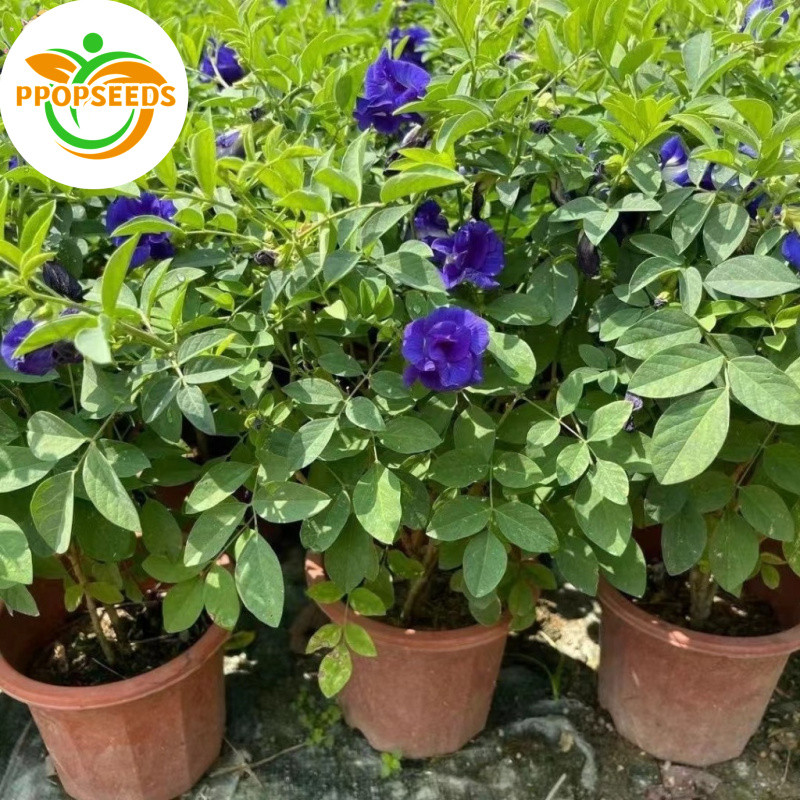20 เมล็ด เมล็ดพันธุ์ ดอกอัญชัน อัญชันสีม่วง กลีบซ้อน  (Butterfly Pea Seed) บรรจุ ปลูกง่าย อัตราการงอกสูง-PPOP SEEDS