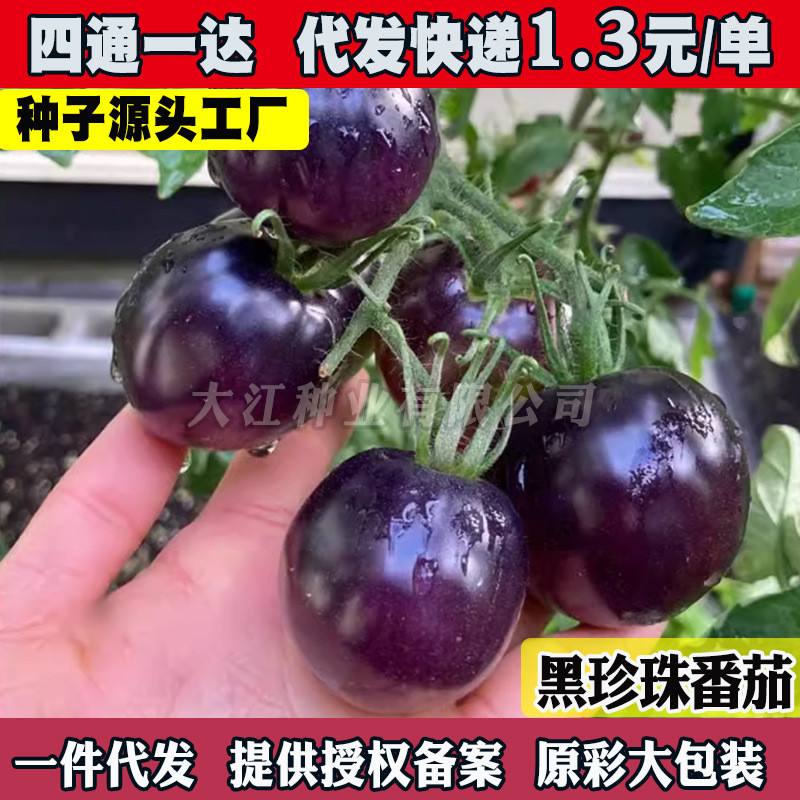 现货黑樱桃黑番茄种子超甜圣女果西红柿种籽四季庭院阳台盆栽蔬菜种孑Black cherry black tomato seeds, extra-sweet cherry tomatoes, red.20