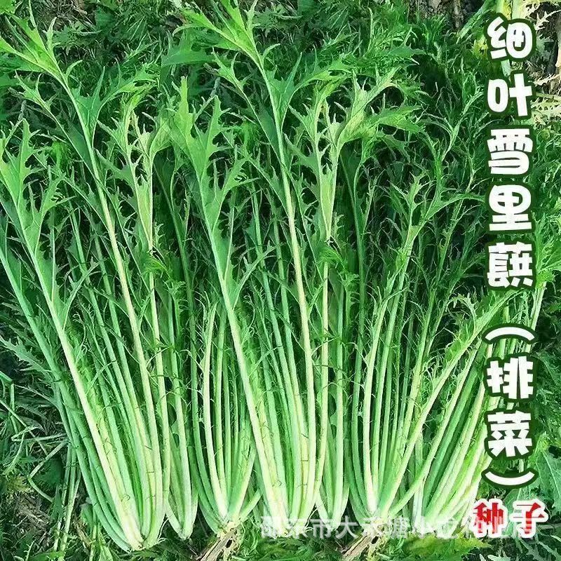 现货细叶雪里红种子雪菜咸菜种子农家蔬菜种子四季种植小叶雪里蕻籽Fine-leaf snow mustard seeds, pickled mustard greens seeds, farm-grow