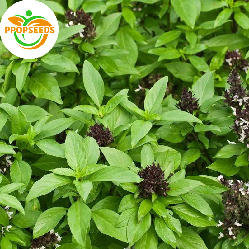 เมล็ดพันธุ์สวีทเบซิล เมล็ดแมงลัก 300เมล็ด/แพ็ค Sweet Basil Seeds - Italian Genovese Basil Plant Herbs Seeds-PPOP SEEDS