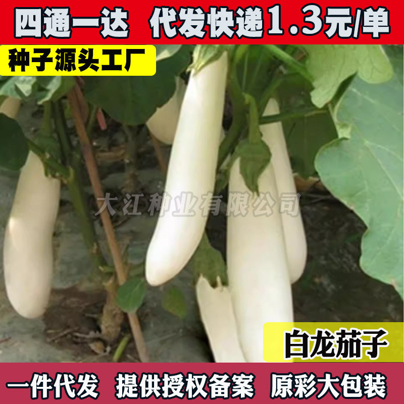 现货白天鹅长茄种子种苗白色茄子苗鸡蛋茄种籽绿柄特色茄子蔬菜种子春Swan-shaped eggplant seeds and seedlings, white eggplant seedlings, 