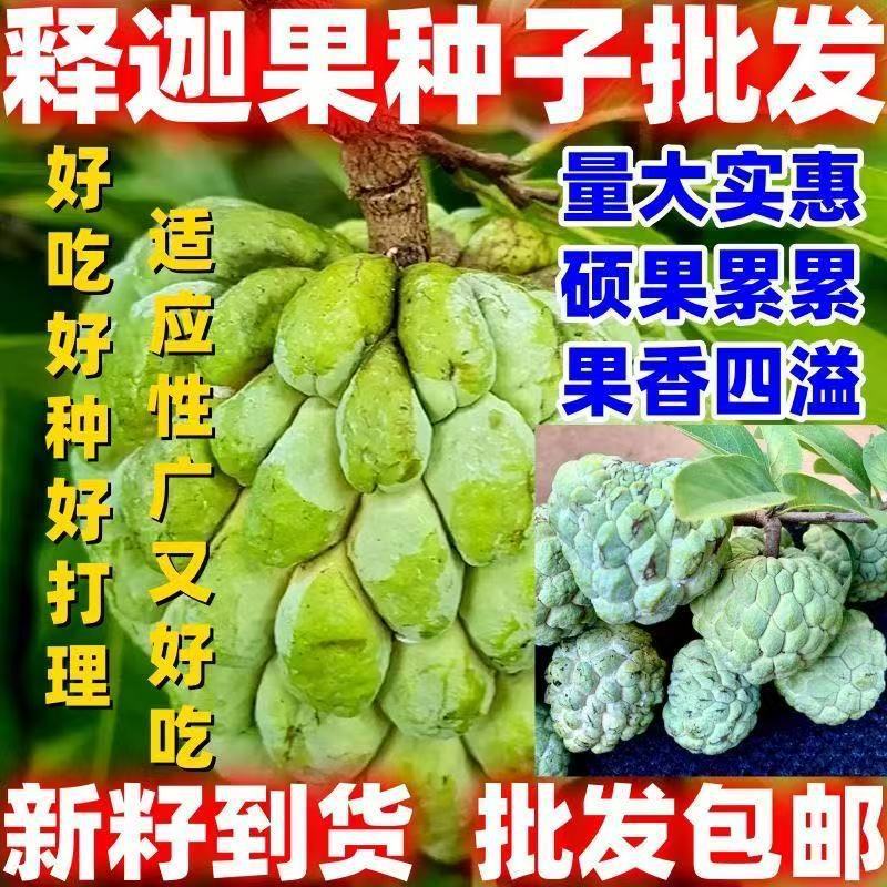 现货热卖释迦果种子番荔枝种子赖球果佛头果释迦果林檎种籽四季播种果树种Soursop seeds, cherimoya seeds, sugar apple seeds, custard apple20
