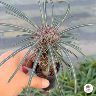 พาชีโพเดียม ลาเมอริไอ เกยี่ Pachypodium Lamerei Geayi ต้นปาล์มแห่งมาดากัสการ์ ไม้อวบน้ำ กุหลาบหิน Cactus&Succulent