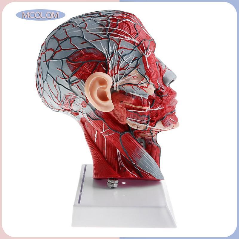 [mcqlqm] Anatomy 1:1 Human Half Head W/คอเรือประสาท Anatomy รุ่นการสอนของเล่น