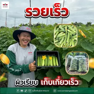 แตงกวา ป๊อปอัพ ศรแดง ขนาด 50 กรัม ติดดก ลูกสวย รวยเร็ว ทนโรคไวรัส สามารถปลูกได้ทุกฤดู ปลูกได้ทุกพื้นที่