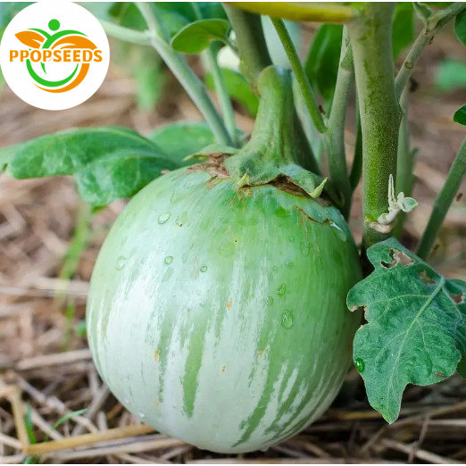Thai Eggplant Seeds เมล็ดมะเขือตอแหล ตราภูเขาทอง Mini Round Eggplant เมล็ดพันธุ์มะเขือตอแหล เมล็ดมะเ