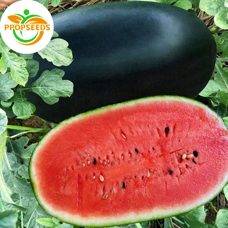 ปลูกง่าย เมล็ดพันธุ์ แตงโมดำ บรรจุ 10เมล็ด Giant Black Beauty Watermelon Seeds Fruit Seeds for Planting-PPOP SEEDS ราคา ถูกที่สุด ดีลบีเคเค