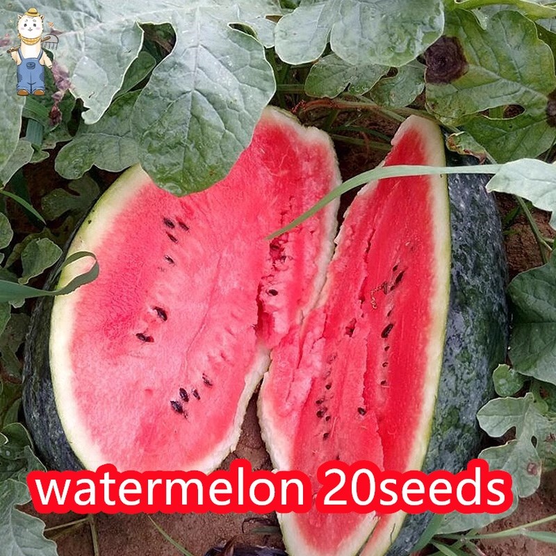 ปลูกง่าย เมล็ดพันธุ์ แตงโมดำ บรรจุ 10เมล็ด Giant Black Beauty Watermelon Seeds Fruit Seeds for Planting-PPOP SEEDS ราคา ถูกที่สุด ดีลบีเคเค แกลเลอรีภาพที่ 2