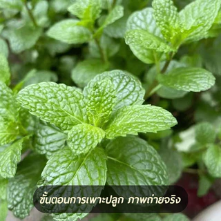 สะระแหน่📌เปเปอร์มิ้นท์📌Peppermint1000 เมล็ด🌼ปลูกง่าย💐กลิ่นหอมสดชื่น🔥สมุนไพรฝรั่ง