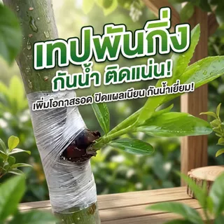 เทปพันกิ่งไม้ กันน้ำ-กันเชื้อรา ฟิล์ม PE แนบสนิท รักษาความชื้นเยี่ยม เพิ่มโอกาสรอดสูง หน้ากว้าง 3, 4, 5, 6 ซม.