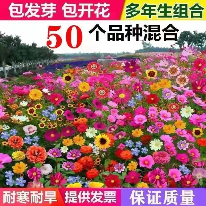 *现货*野花组合花卉种子波斯菊百日草公园景观花海四季易活多年生花种籽Wildflower Mix Flower Seeds: Cosmos, Zinnia, and More20260406