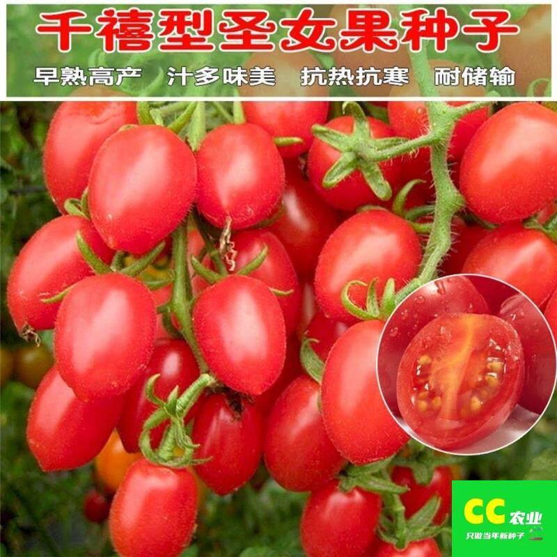 现货热卖圣女果种子籽樱桃小番茄籽西红柿种孑四季盆栽蔬菜苗千禧圣女果苗Cherry tomato seeds, small cherry tomato seeds, tomato seeds202604