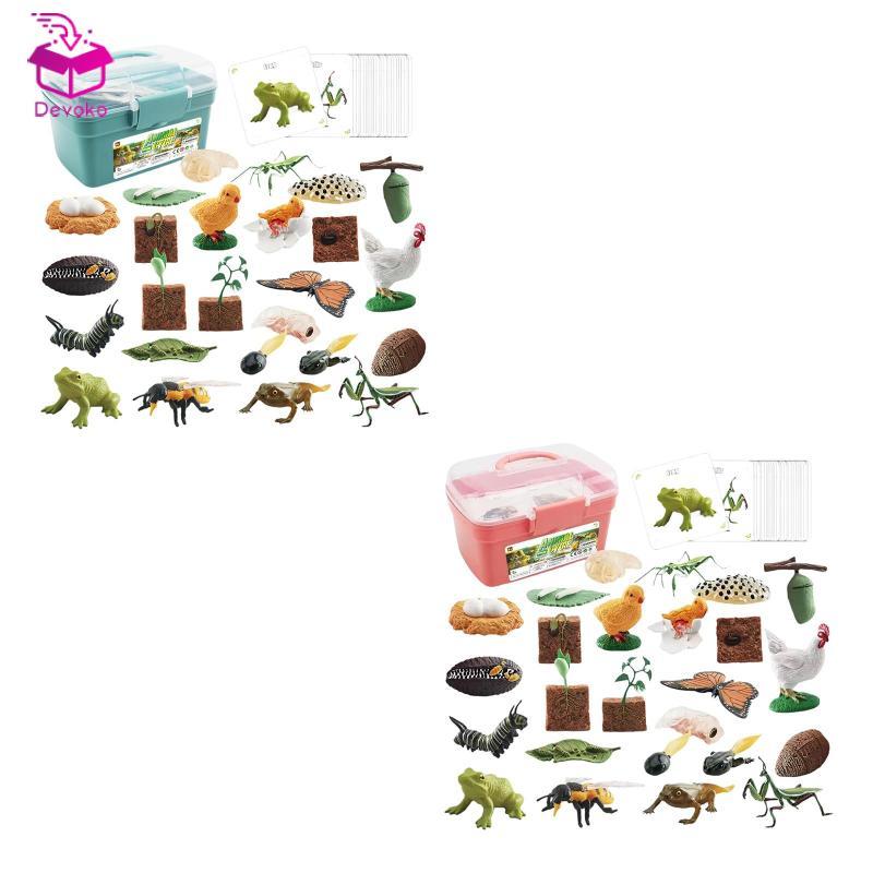 [chiwanji2mf] Animal Life Cycle Toy สมจริงสําหรับอายุ 3 ถึง 6 Animal Growth Cycle Set