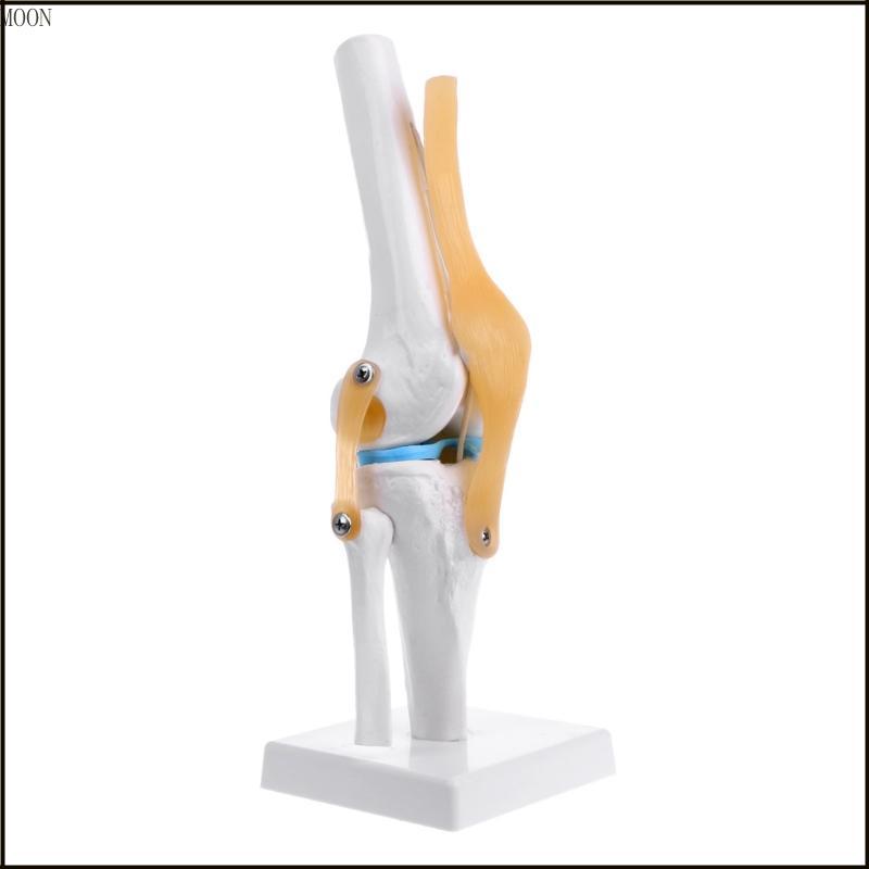 MOON Human Anatomical Knee Joint ยืดหยุ่นโครงกระดูกรุ่น Medical Learning Aid Anatomy