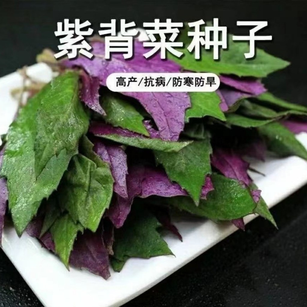 现货观音菜蔬菜种子紫背菜种子红背菜天魁阳台盆栽特色蔬菜种子籽蔬菜Guanyin vegetable seeds, purple-leaf lettuce seeds, red-leaf lettuce
