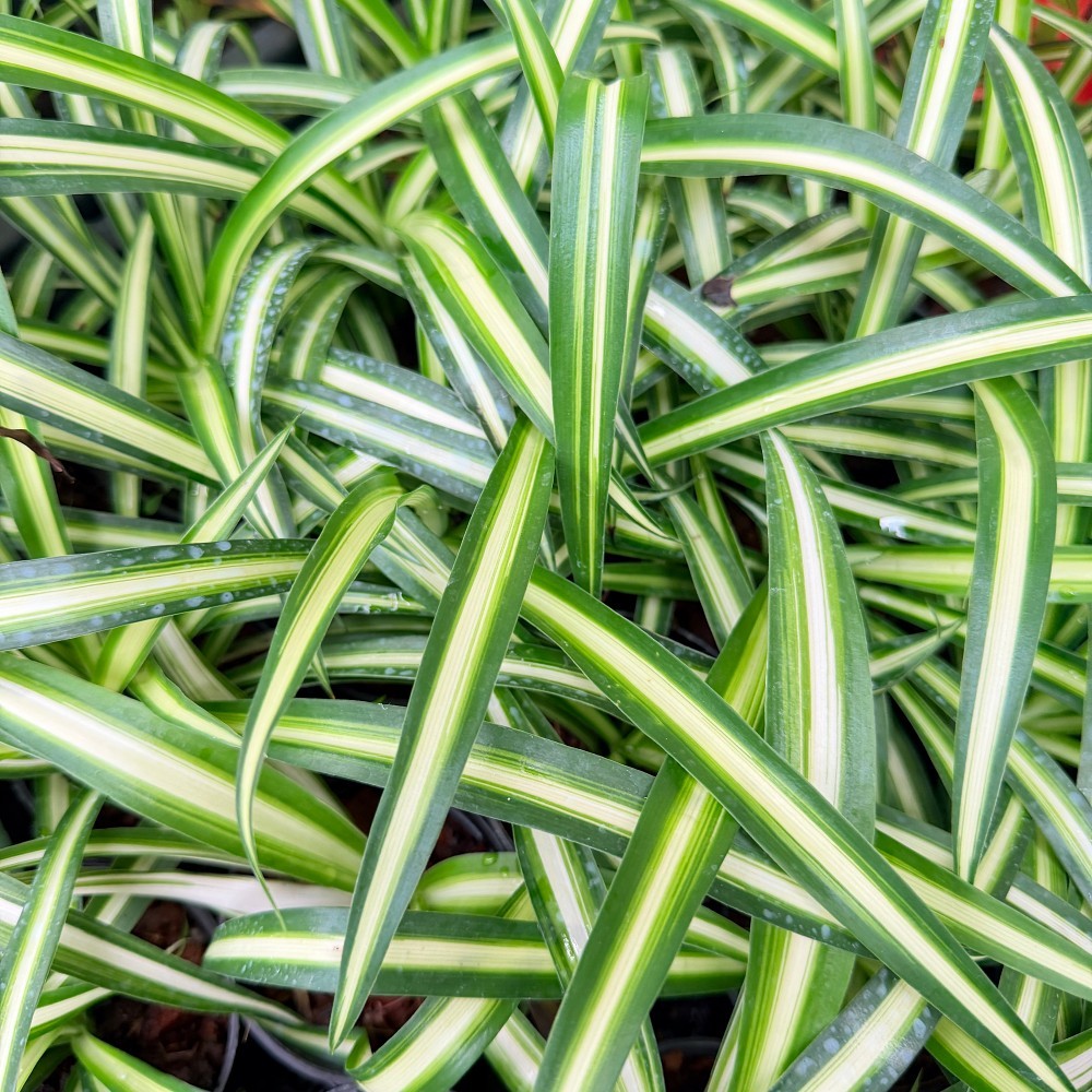 มุมมอง 2