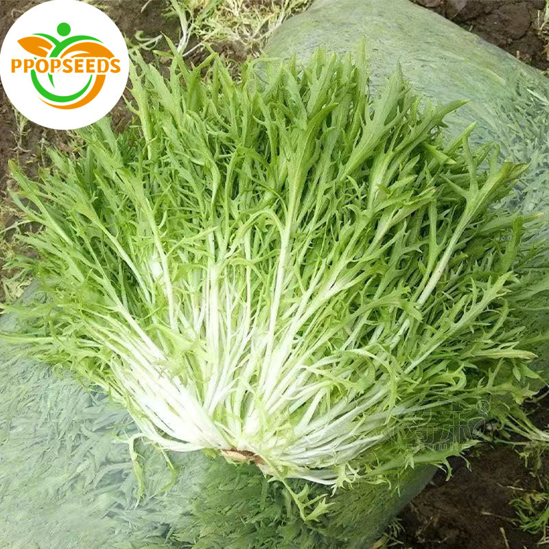 เมล็ดพันธุ์ ผักสลัด มิซูน่า มัสตาร์ด Mizuna Mustard เมล็ดพันธุ์ ผักสวนครัว 500 เมล็ด-PPOP SEEDS