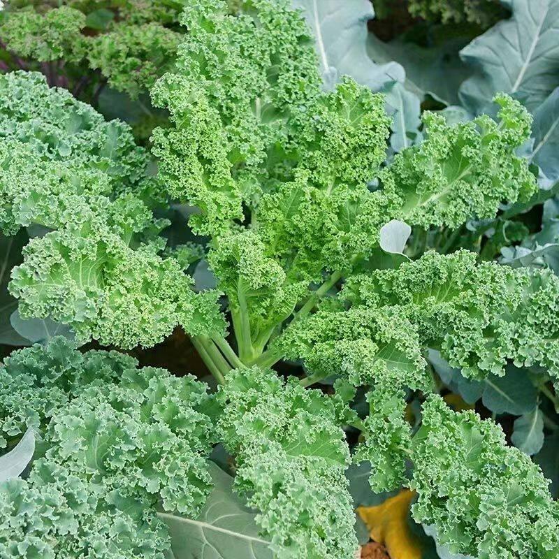 现货热卖羽衣甘蓝种子食用甘蓝菜籽包菜绿色营养四季播种盆栽蔬菜秋季菜籽Kale seeds, edible kale seeds, cabbage greens20260408
