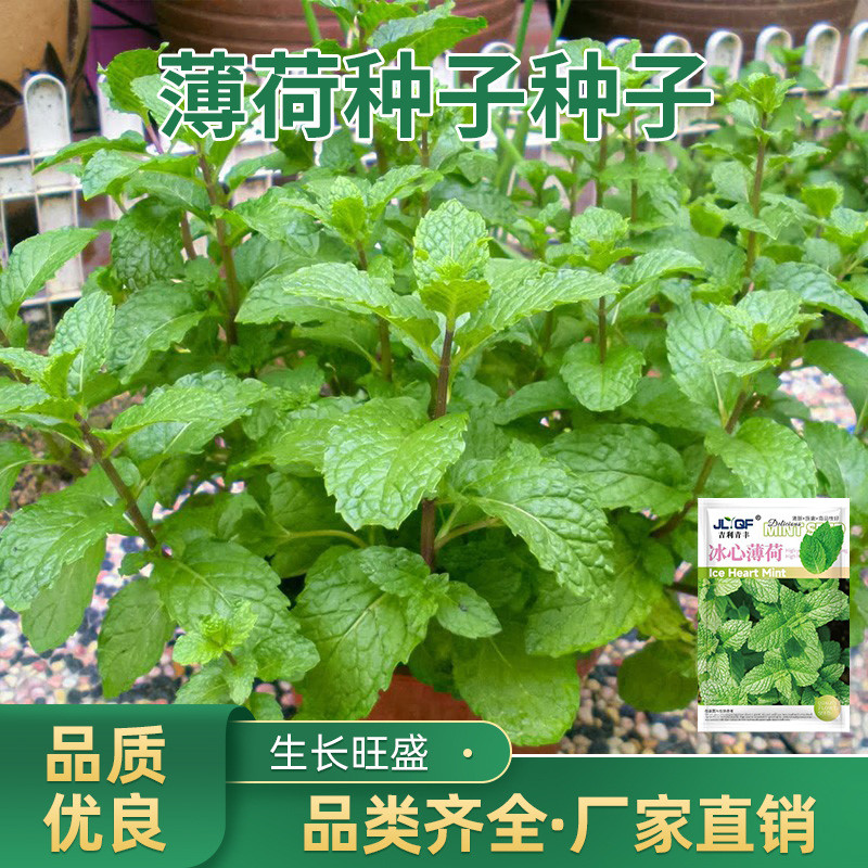 现货热卖薄荷种子种子食用猫留兰香四季薄荷种子播种室内阳台花卉蔬菜种子Mint seeds, edible catnip, four-season mint thin.20260410
