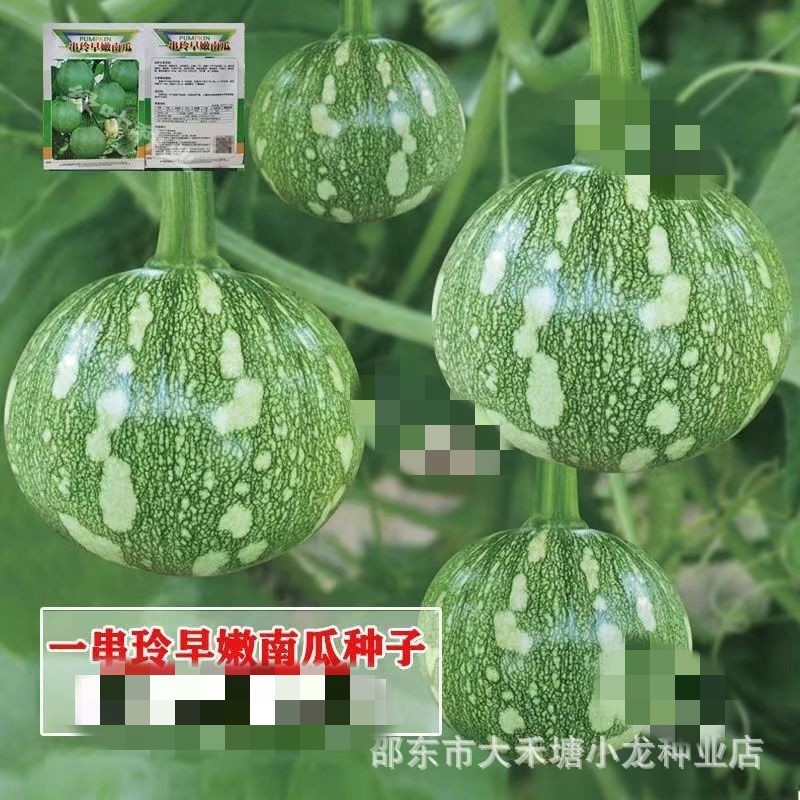 *现货*好吃嫩小南瓜种子 一串铃南瓜种籽 嫩甜菜用青瓜春夏秋季易种蔬菜Delicious tender small pumpkin seeds, string-of-pearls pumpkin se