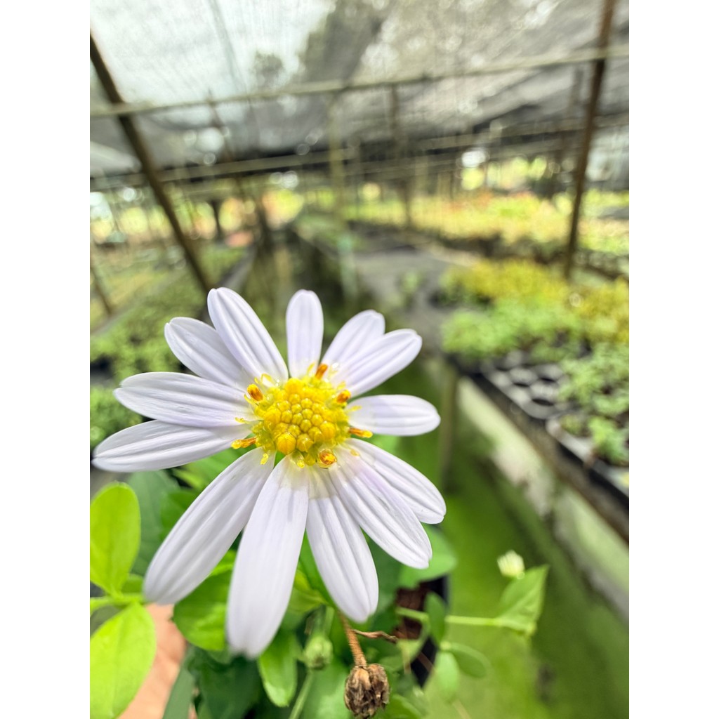 มุมมอง 2