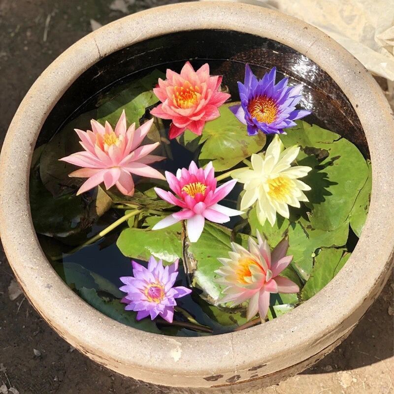 10 เมล็ดพันธุ์บัวไฮโดรโพนิกส์คุณภาพ | ปลูกง่ายในน้ำใส ใช้แจกันเล็กได้ ไม่ต้องใช้ดิน สะอาด สวยเก๋ แต่งโต๊ะทำงานหรือมุมบ้า ราคา ถูกที่สุด ดีลบีเคเค แกลเลอรีภาพที่ 5