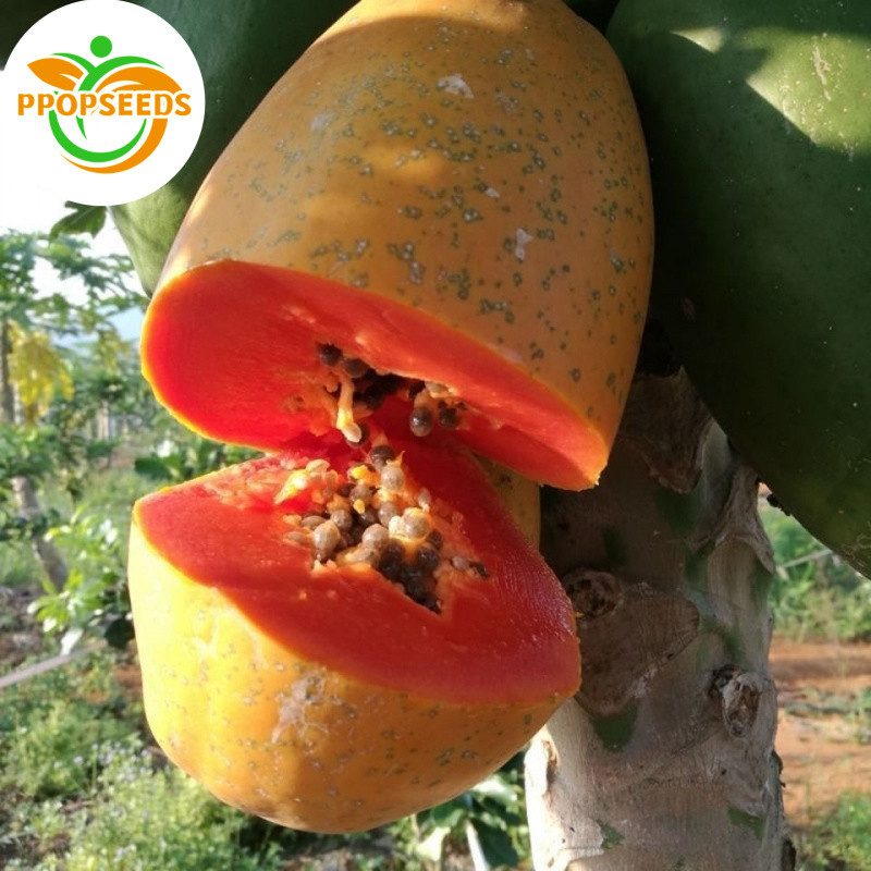 100% Original Sweet Dwarf Papaya Seeds for Planting Fruits (High Germination, 20pcs) Fresh Bonsai Pa