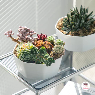 กระถาง 8 เหลี่ยมเตี้ย #DBXEY กระถางพลาสติก กระบองเพชร ไม้อวบน้ำ Cactus&Succulent