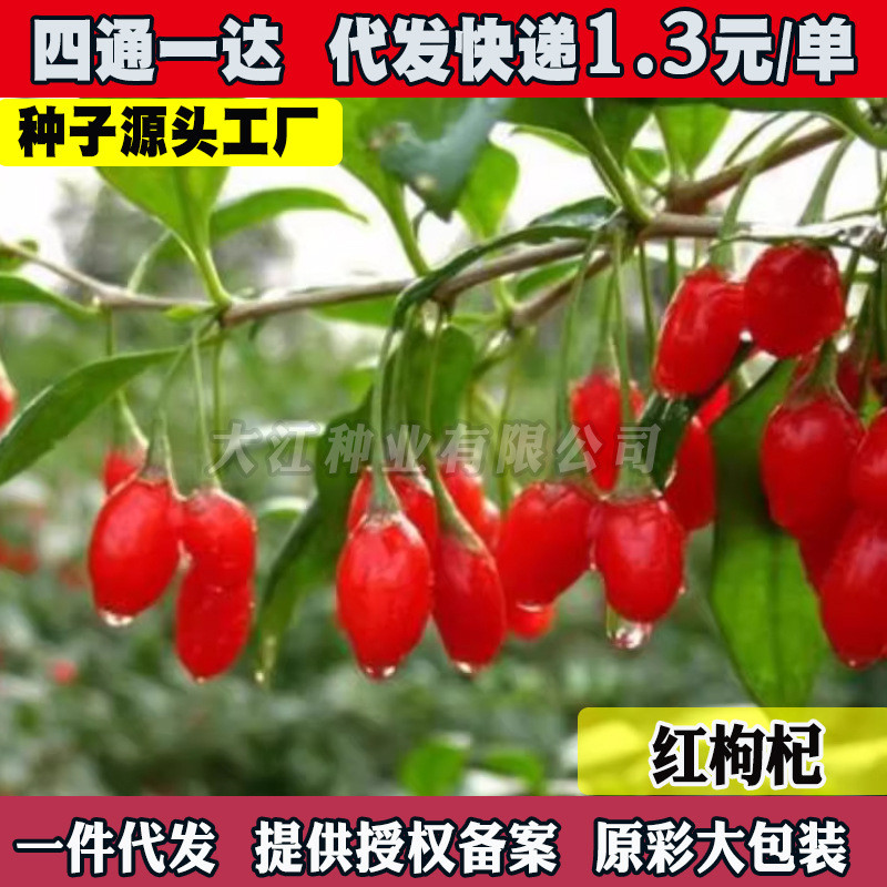现货热卖黑枸杞种子红枸杞子宁夏种籽孑野生用特色蔬菜四季中草种子Black goji berries seeds, red goji berries, Ningxia-grown wild seeds.