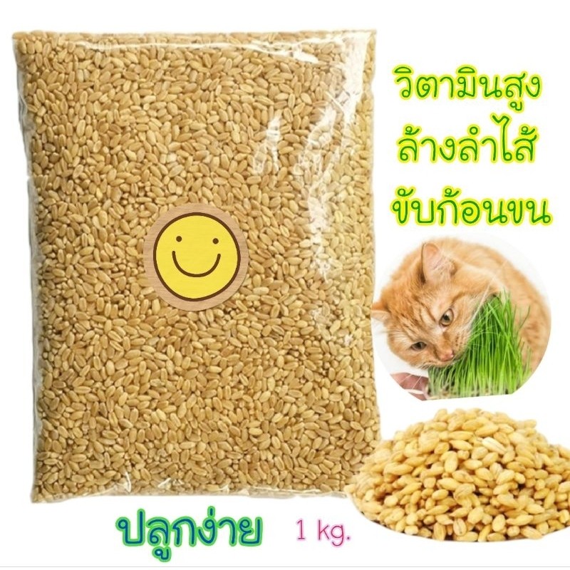 wow เมล็ดข้าวสาลี 1 kg. ราคาถูกเกรดนำเข้า Australian Wheat🌾 Wheat จัดส่งทุกวัน